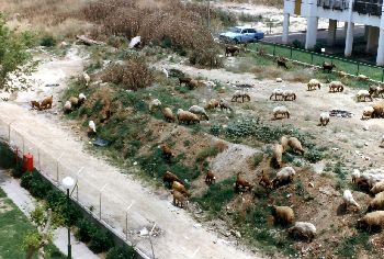 Goat herd (1985 from our window in Mercaz Qlitah looking NE)